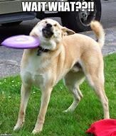 Image result for Funny Dog Fail Meme