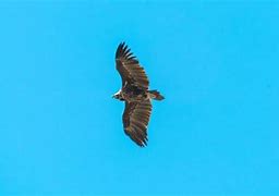 Image result for Flying Eagle Silhouette