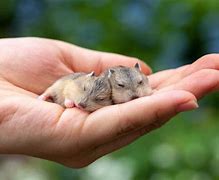 Image result for Hamster Babies