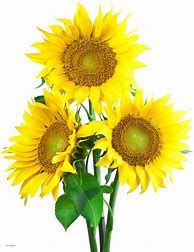 Image result for Sunflower Twitter Header