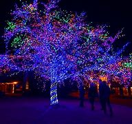 Image result for Magic Tree Columbia MO