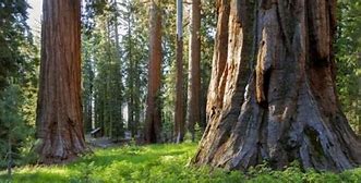 Image result for Redwood Forest Yosemite National Park