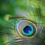 Image result for feather wallpaper hd