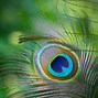 Image result for Colorful Peacock Feather Wallpaper