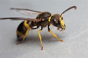 Image result for "potter-wasp"