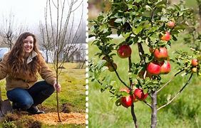 Image result for Planting Fruit Trees
