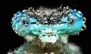 Image result for Incredible Macro Photography