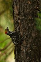 Image result for Dendrocopos auriceps