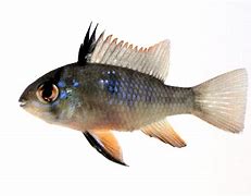 Image result for Black Ram Fish