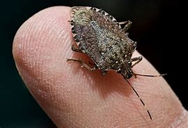 Image result for Weird House Bugs