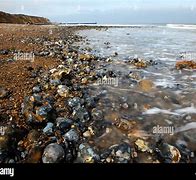 Image result for Beach Pebble Line