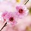 Image result for Single Cherry Blossom