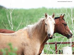 Image result for Horse Desktop Wallpaper HD