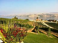 Image result for Lake Chelan Winery Pinot Noir