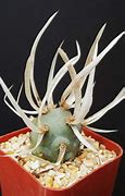 Image result for Rare Cactus Plants