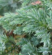 Image result for Juniperus squamata Tropical Blue