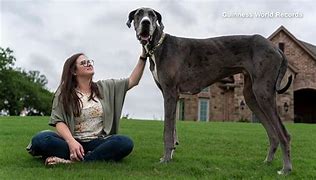 Image result for World's Biggest Dog Ever Alive