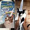 Image result for Cat Unicorn Horn