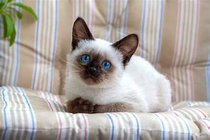 Image result for siamese munchkins cats cost