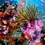 Image result for Coral Reef 1920X1080