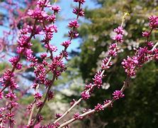 Image result for cercis_canadensis