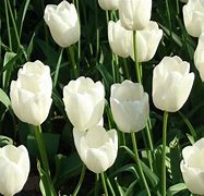 Image result for Gambar Bunga Tulip