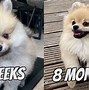 Image result for Food for Pomeranians