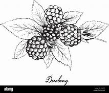 Image result for Berry Fruit