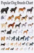 Image result for How Many Dog Breeds Are There