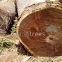 Image result for Parota Wood Veneer