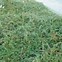 Image result for Cotoneaster suecicus Skogholm