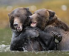 Image result for Bear Hug People
