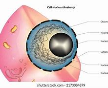 Image result for Cell Nucleus Wallpaper