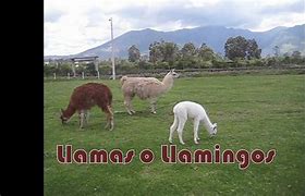 Image result for llamingo