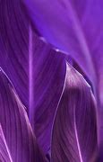 Image result for iPhone XR Lavender