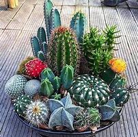 Image result for Cactus Arrangements in Pots