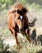 Image result for Wild Horses Charging
