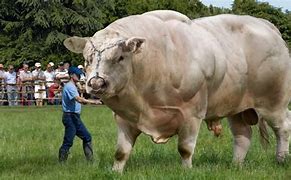 Image result for World's Biggest Bull