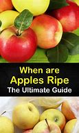 Image result for What Is a Ripe Apple