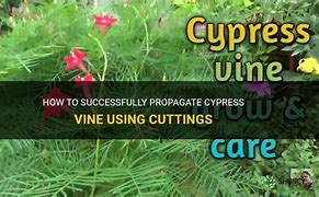 Image result for Propagating Cypress Vine