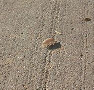 Image result for Albino Rolly Polly