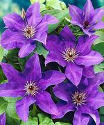 Image result for Clematis Pictures