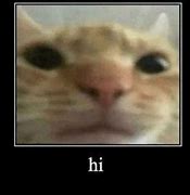 Image result for Intense Staring Cat Meme