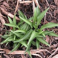 Image result for Hosta Paradise Puppet