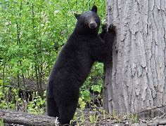 Image result for Bear Face Trail