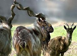 Image result for Animals in Pakistan
