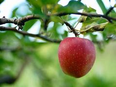 Image result for Fall Apple Pics