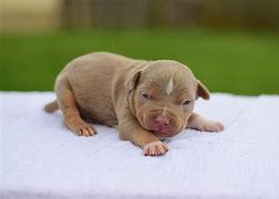 Image result for 2 Week Old Puppies