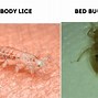 Image result for Spider Beetle vs Bed Bug