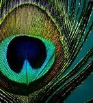 Image result for Exotic Birds with Bright Feathers